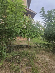 ARB-00077