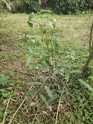 ARB-00063