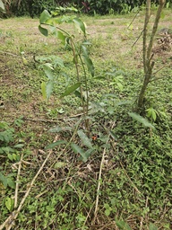 ARB-00064
