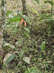 ARB-00066
